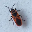 Mediterranean Red Bug