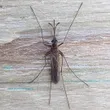 Mosquito casero