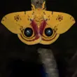 Io Moth