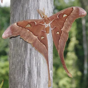 ヘラクレスサン (Coscinocera hercules) - Picture Insect ヘラクレスサン (Coscinocera hercules) - Picture Insect