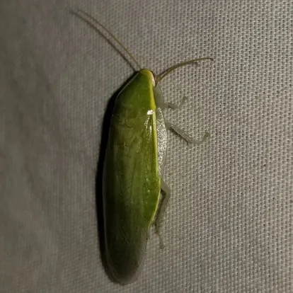 Banana cockroach