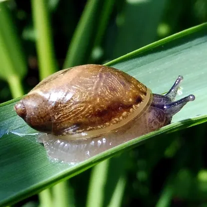European ambersnail
