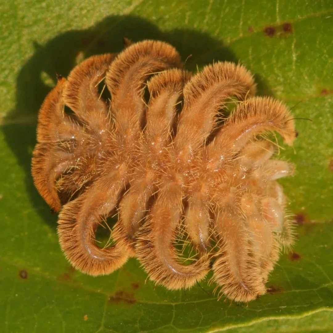 Phobetron pithecium, la polilla de la bruja, es una polilla de la familia Limacodidae.