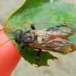 Birch Sawfly