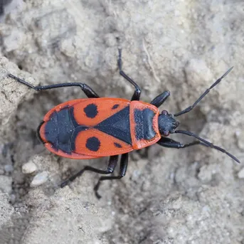 Cimice rosso nera Pyrrhocoris apterus Picture Insect