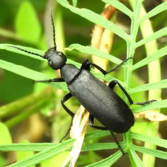 カフチエツカ-Epicauta pensylvanica (Epicauta pensylvanica 