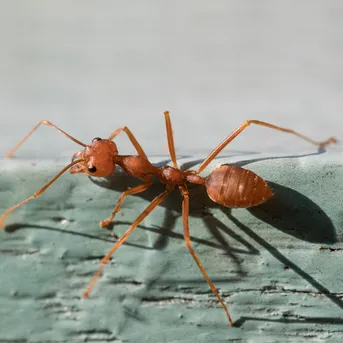 ツムギアリ (Oecophylla smaragdina) - Picture Insect