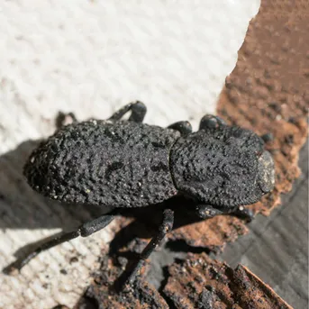 コブゴミムシダマシ (Phloeodes diabolicus) - Picture Insect