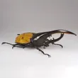 Hercules beetle