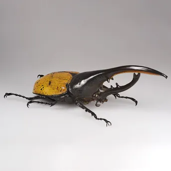ヘラクレスオオカブト (Dynastes hercules) - Picture Insect ヘラクレスオオカブト (Dynastes hercules) - Picture Insect