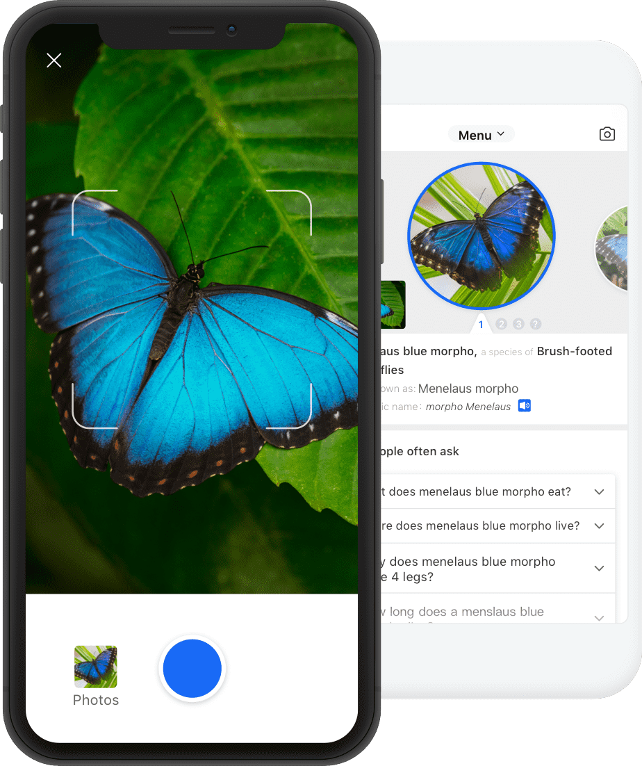 Picture Insect AI Entomologist In Your Pocket Picture Insect App   Home Front En 