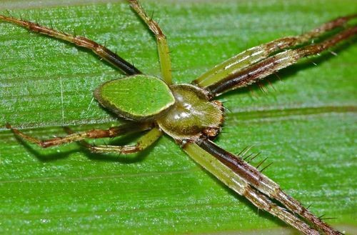 Colaranea (Colaranea) Picture Insect