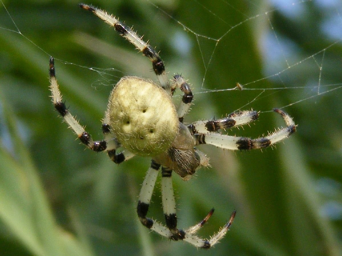 Araneus trifolium (Araneus trifolium) - Picture Insect