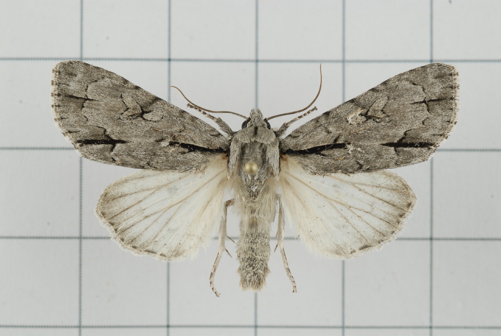 Acronicta intermedia (Acronicta intermedia) Picture Insect