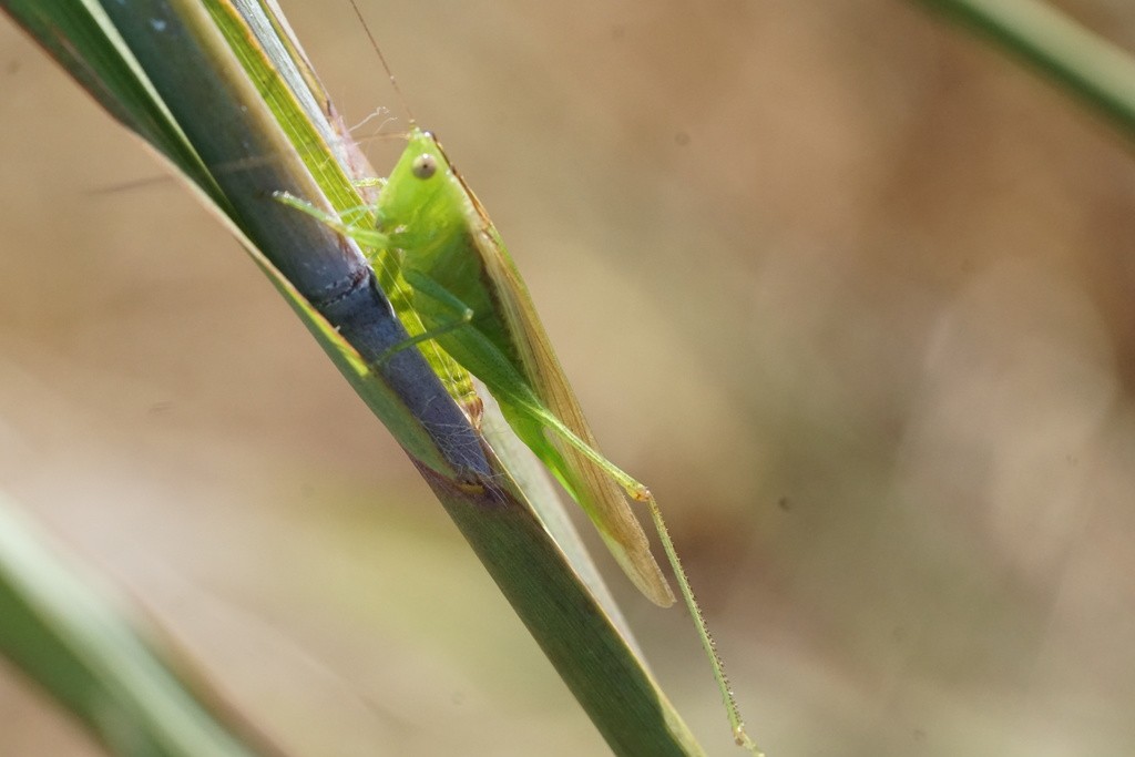Conocephalus fasciatus (Conocephalus fasciatus) Picture Insect