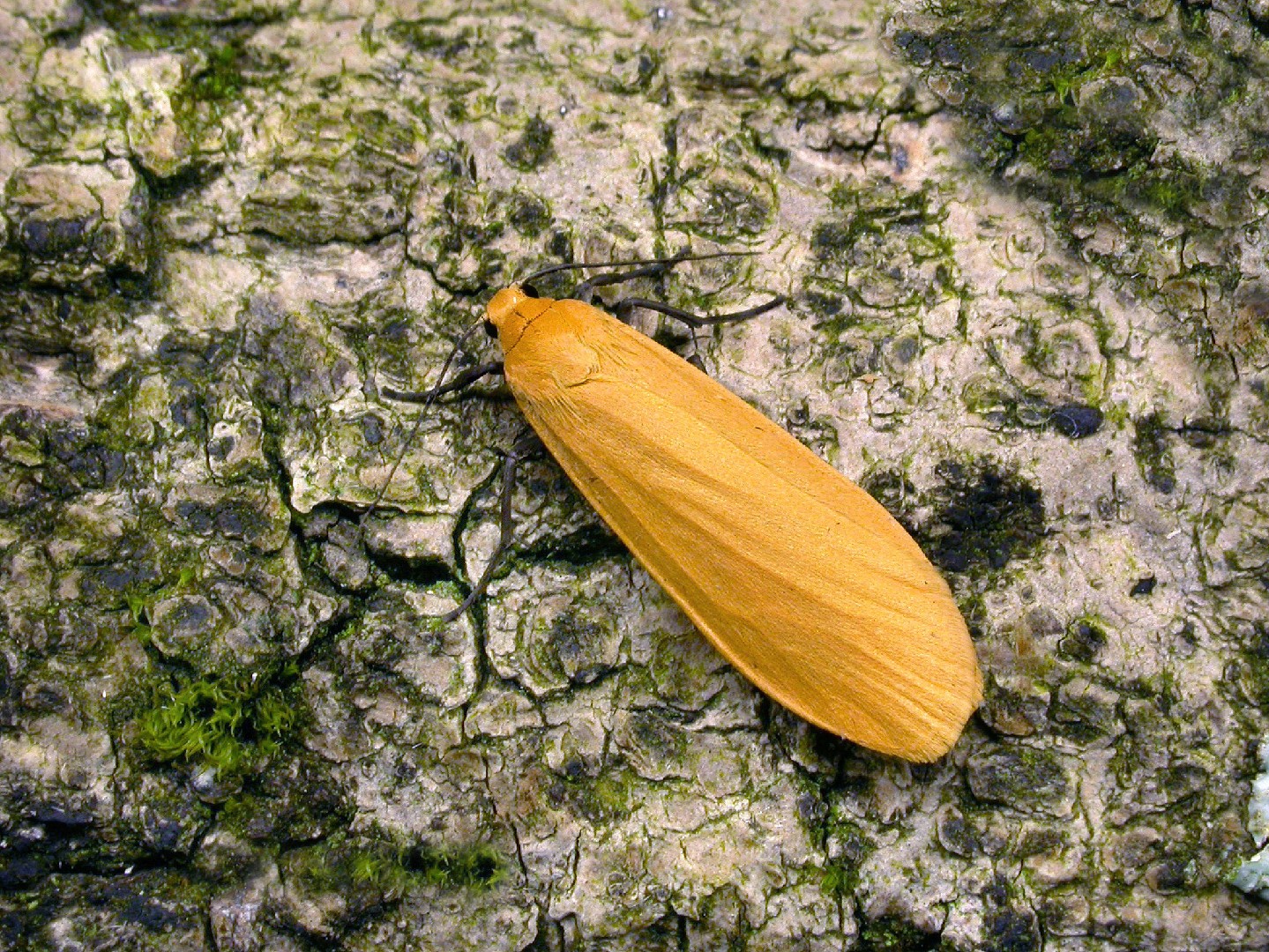 nachtmerrie browser vrouwelijk Geel beertje (Eilema sororcula) - Picture Insect