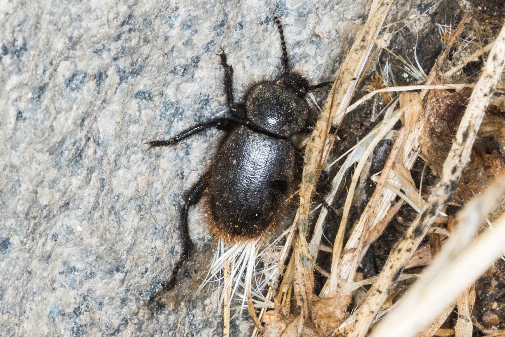 Eleodes osculans (Eleodes osculans) Picture Insect