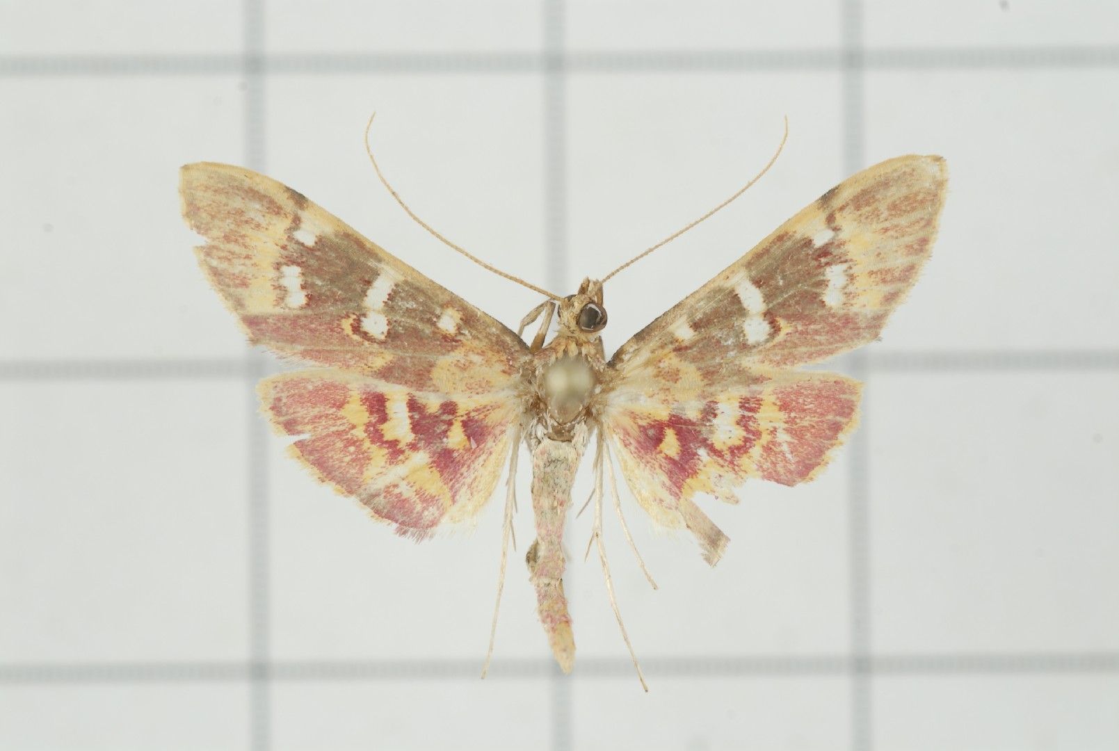 Rhectothyris (Rhectothyris) Picture Insect