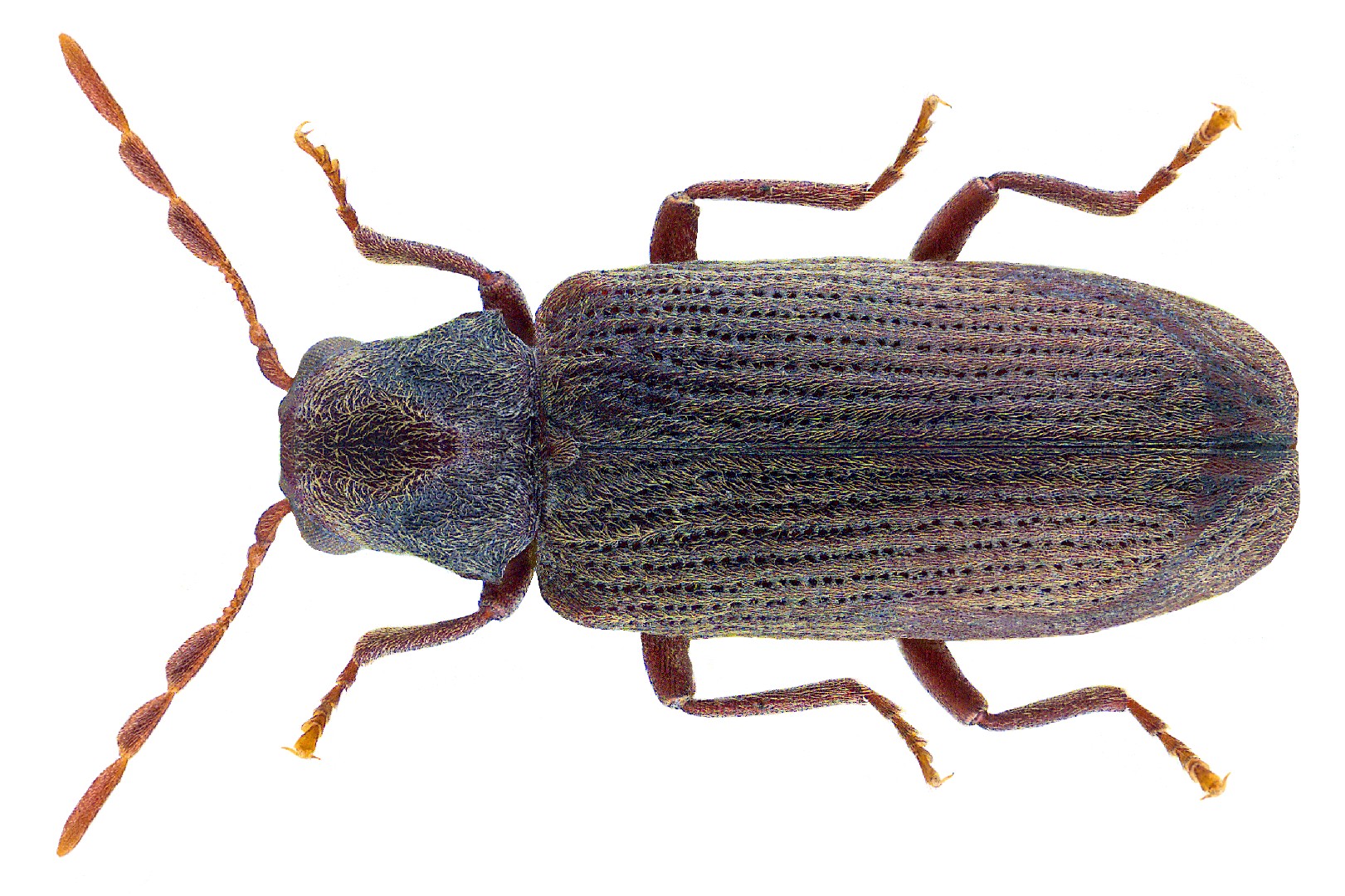 イエシバンムシ Anobium Punctatum Picture Insect