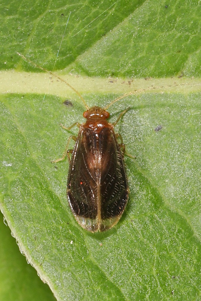 Polypsocus (Polypsocus) Picture Insect