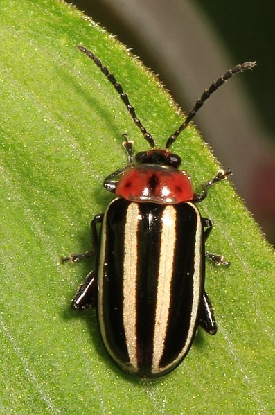 Disonycha glabrata (Disonycha glabrata) Picture Insect