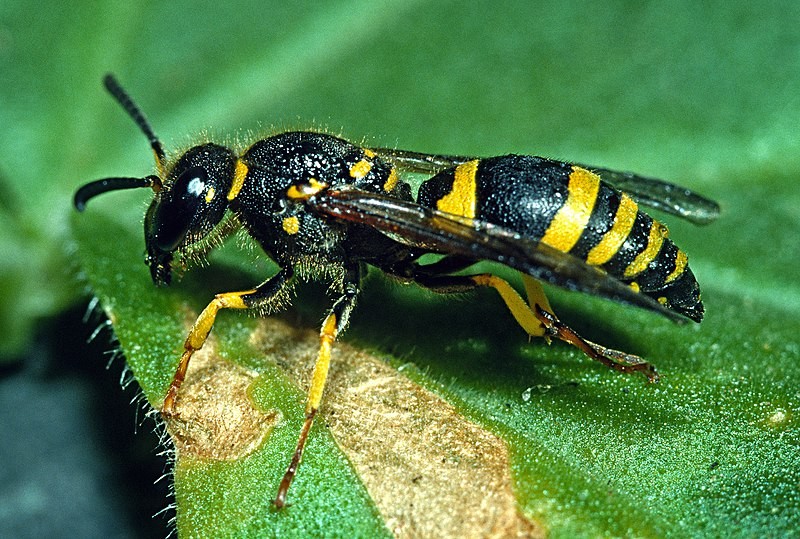 Ancistrocerus gazella (Ancistrocerus gazella) Picture Insect