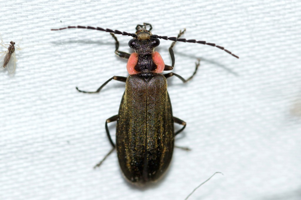 Podabrus tricostatus (Podabrus tricostatus) - Picture Insect