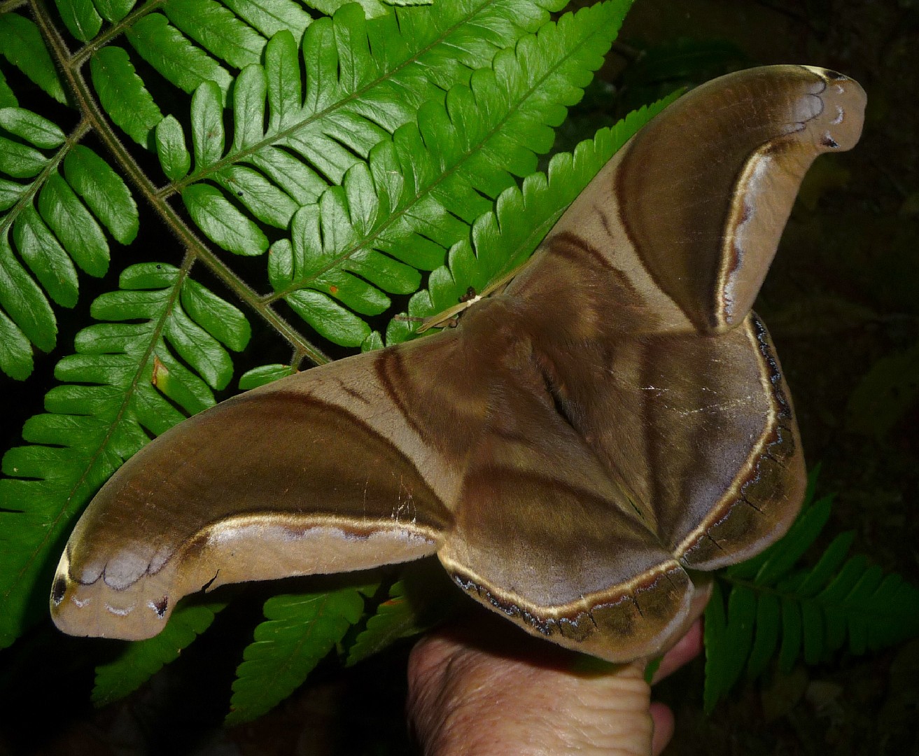 Rhescyntis (Rhescyntis) Picture Insect