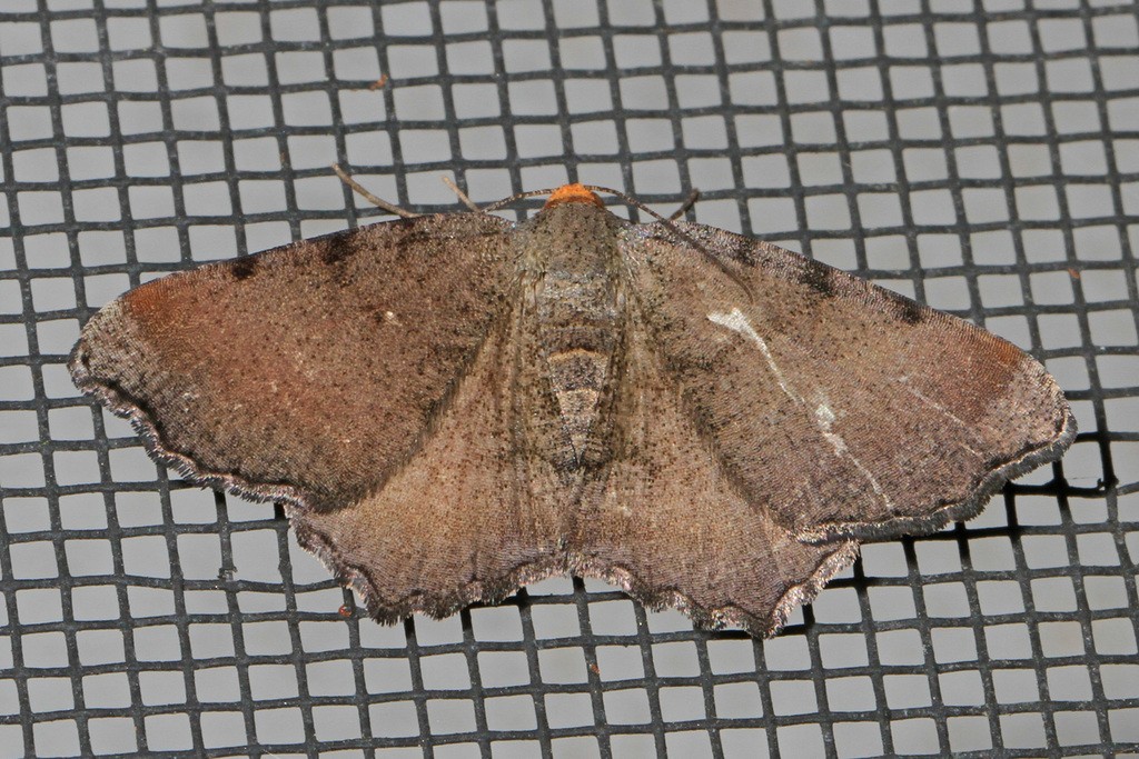 Macaria minorata (Macaria minorata) Picture Insect