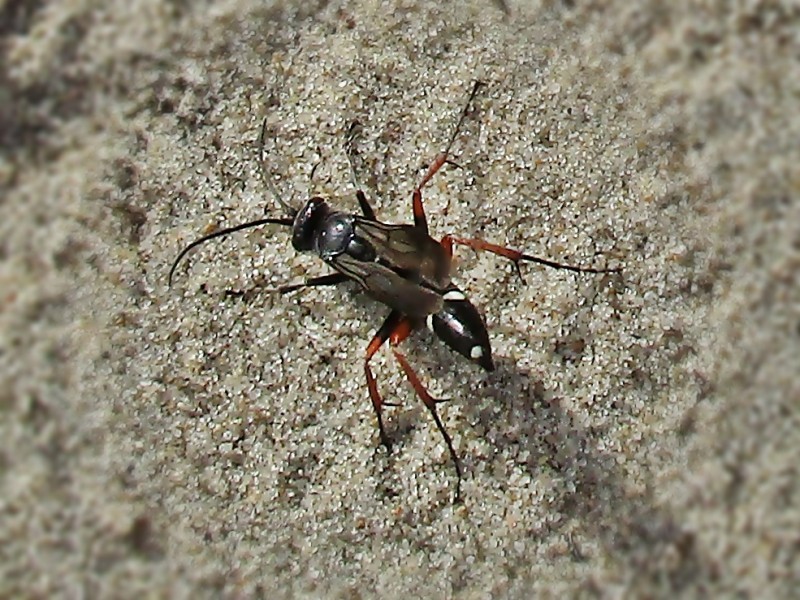 Episyron rufipes (Episyron rufipes) - Picture Insect