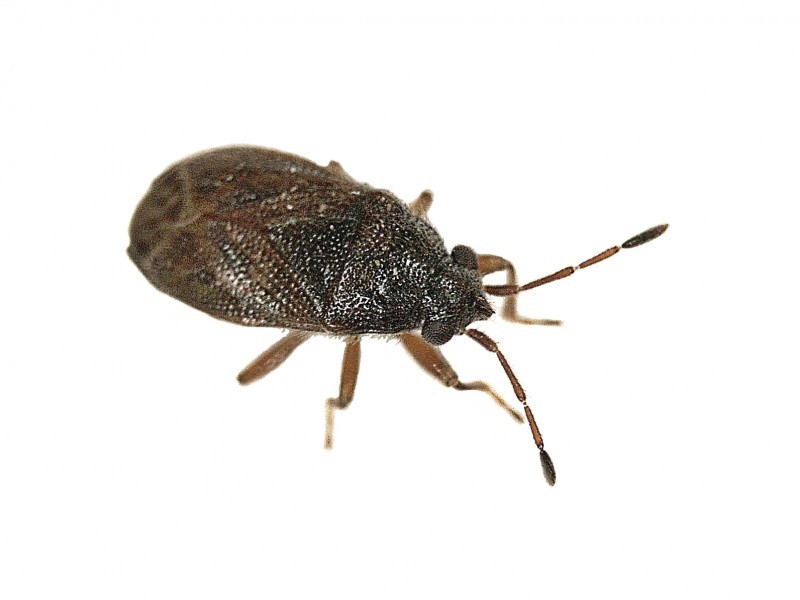 Stygnocoris (Stygnocoris)