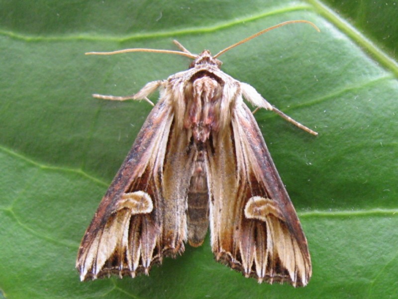 Actinotia (Actinotia)