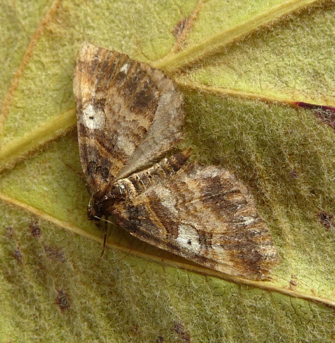 Earophila (Earophila)