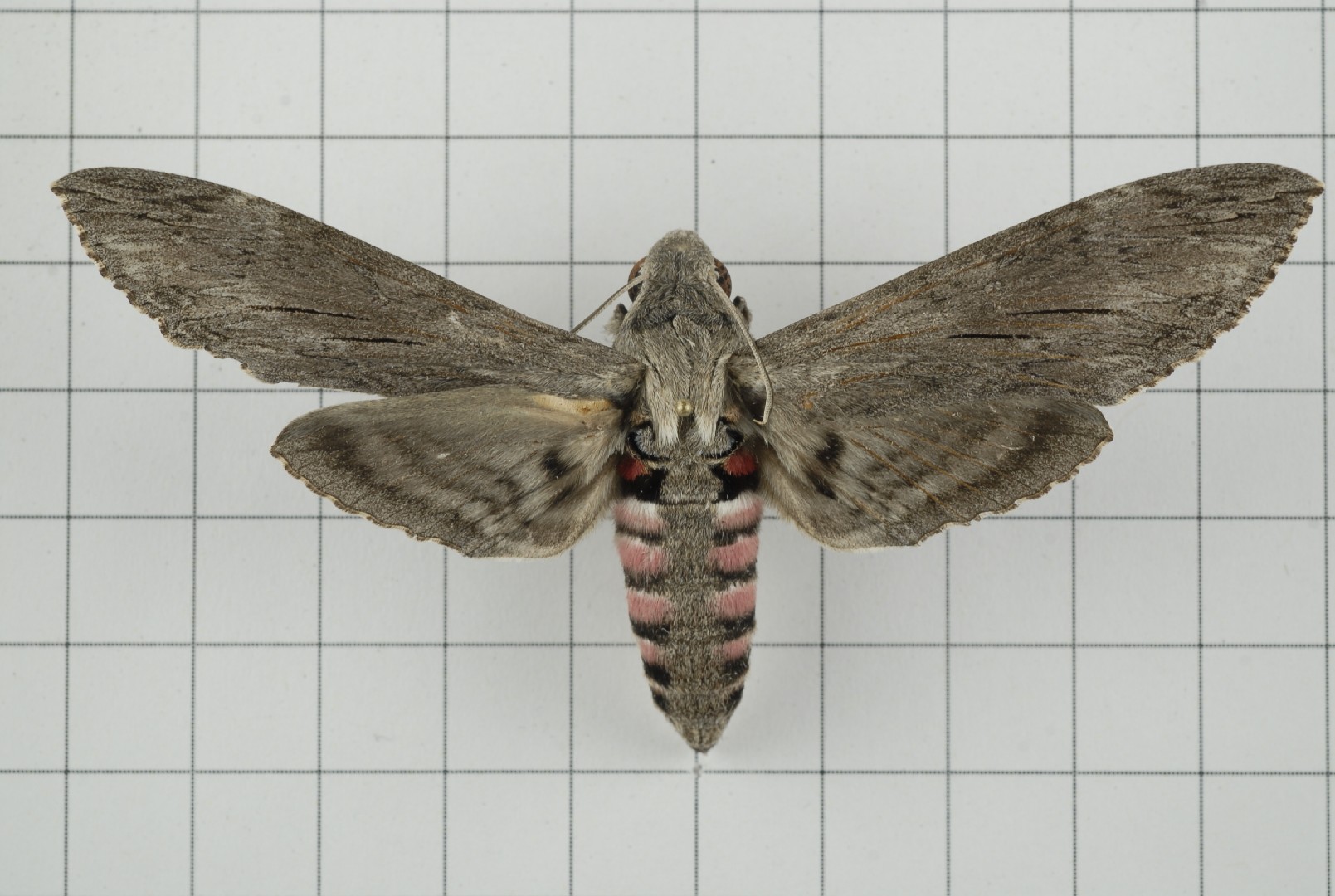 tobacco hawk moths feed exclusively Tomato and Hornworms Leif Cash | This is