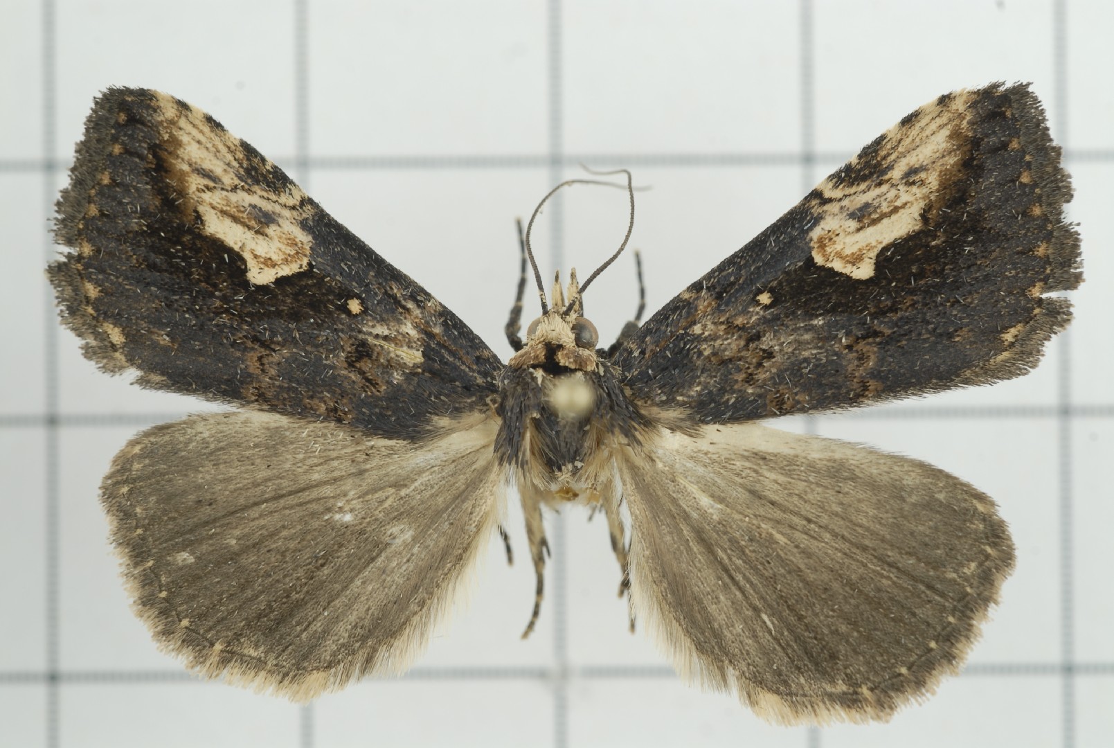 Pseudosphetta (Pseudosphetta)