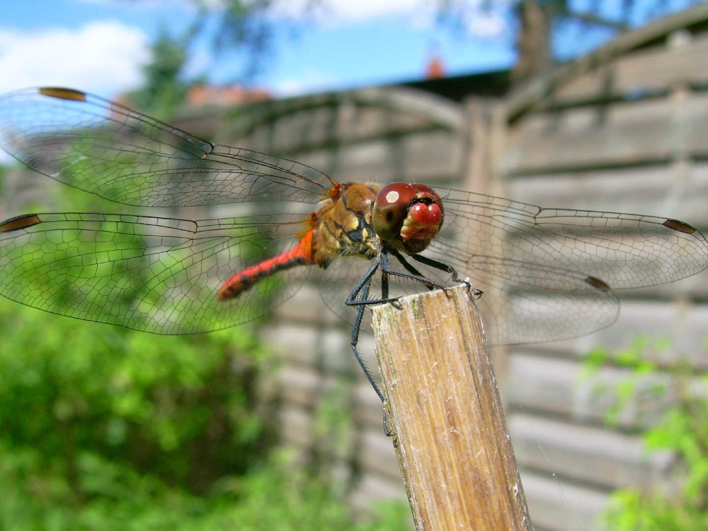 Стрекоза кровяная (Sympetrum sanguineum) - Picture Insect