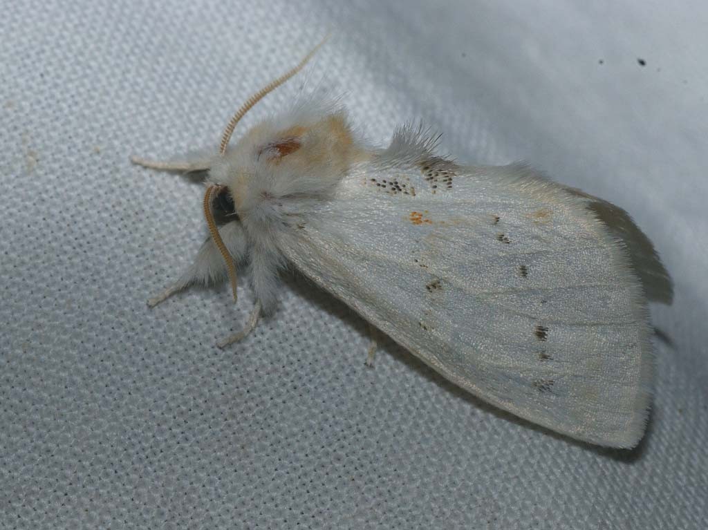 Leucodonta (Leucodonta)