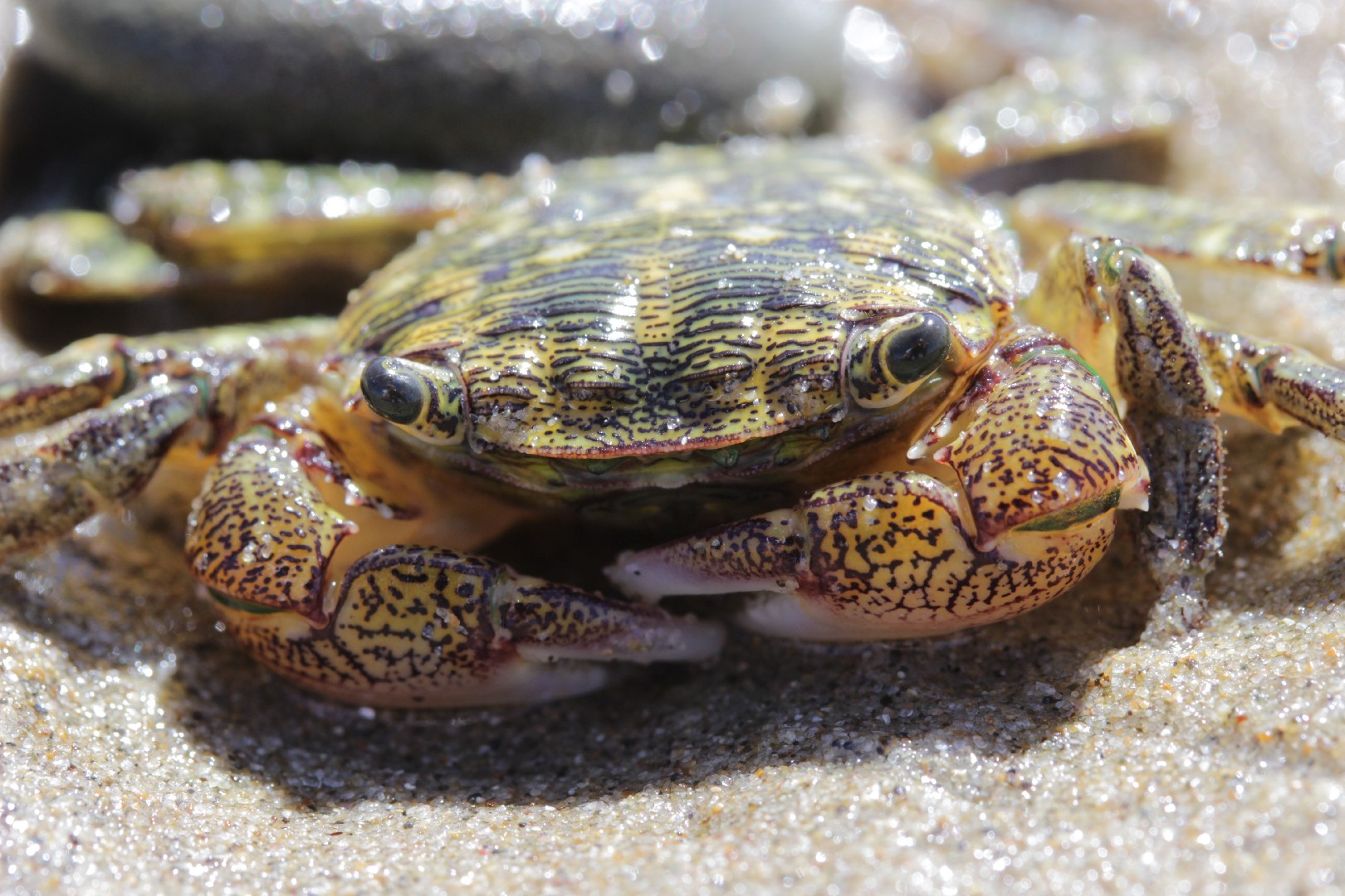 The striped shore crab