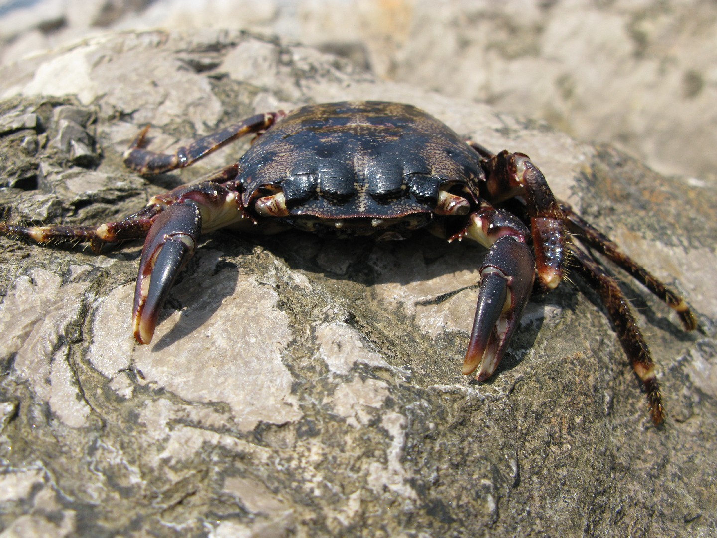 Marbled rock crab