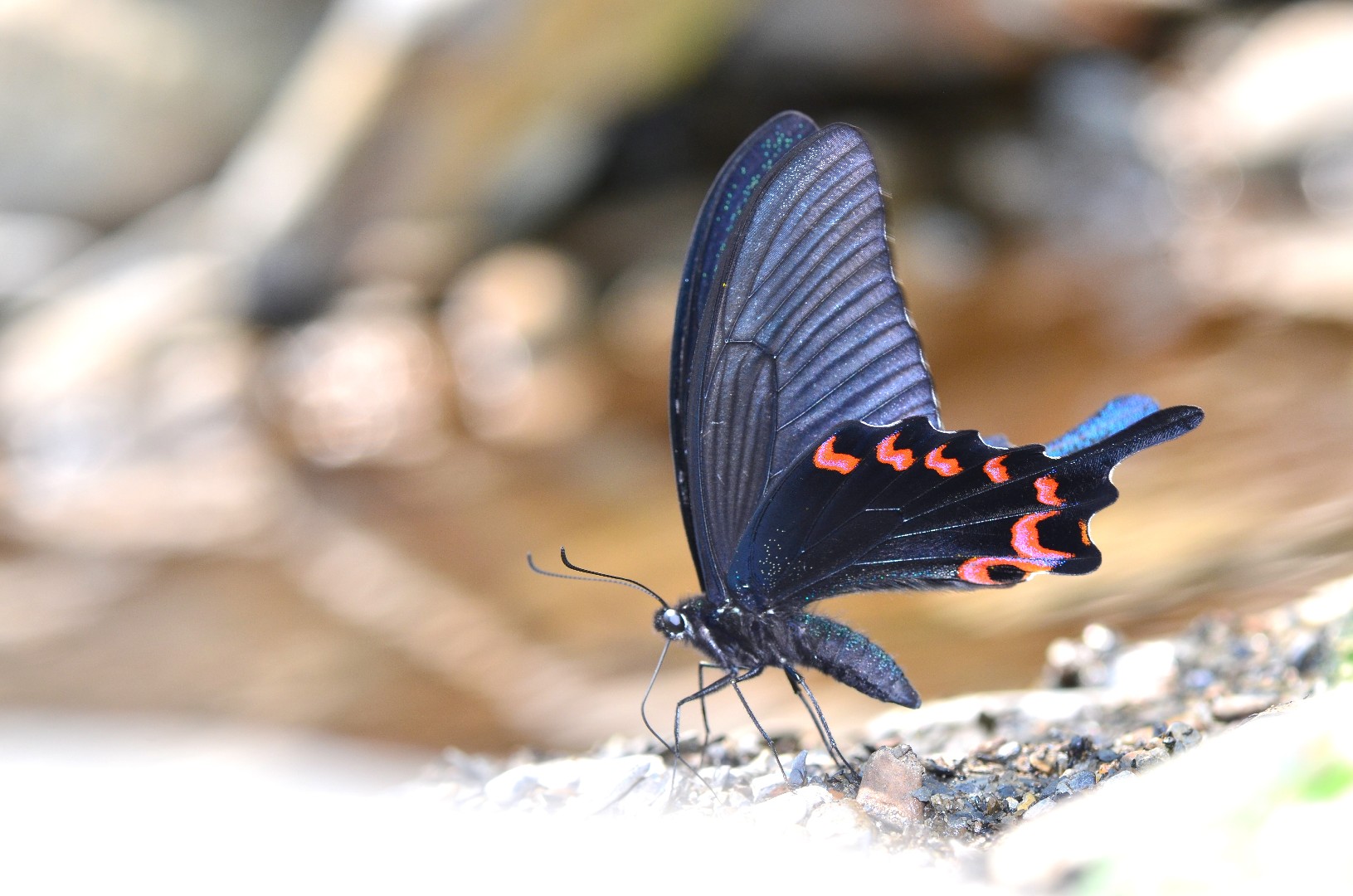 Papilio dialis (Papilio dialis) - Picture Insect