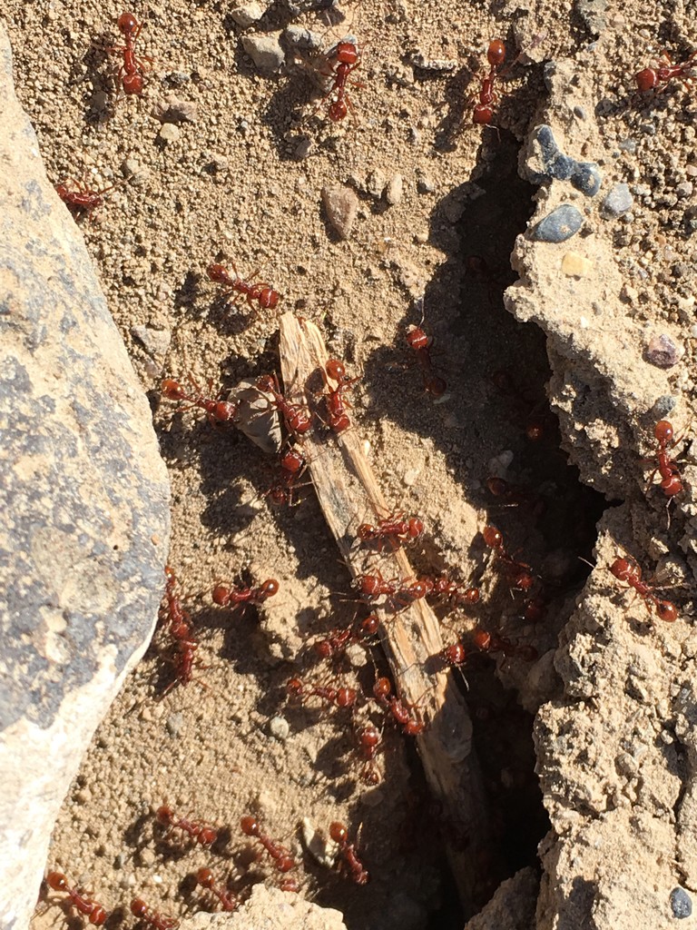Pogonomyrmex (Pogonomyrmex)
