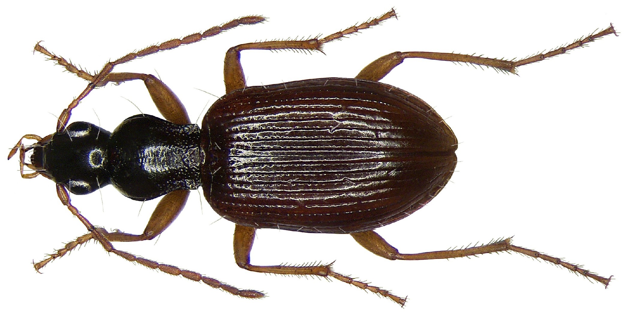 Oxypselaphus (Oxypselaphus)