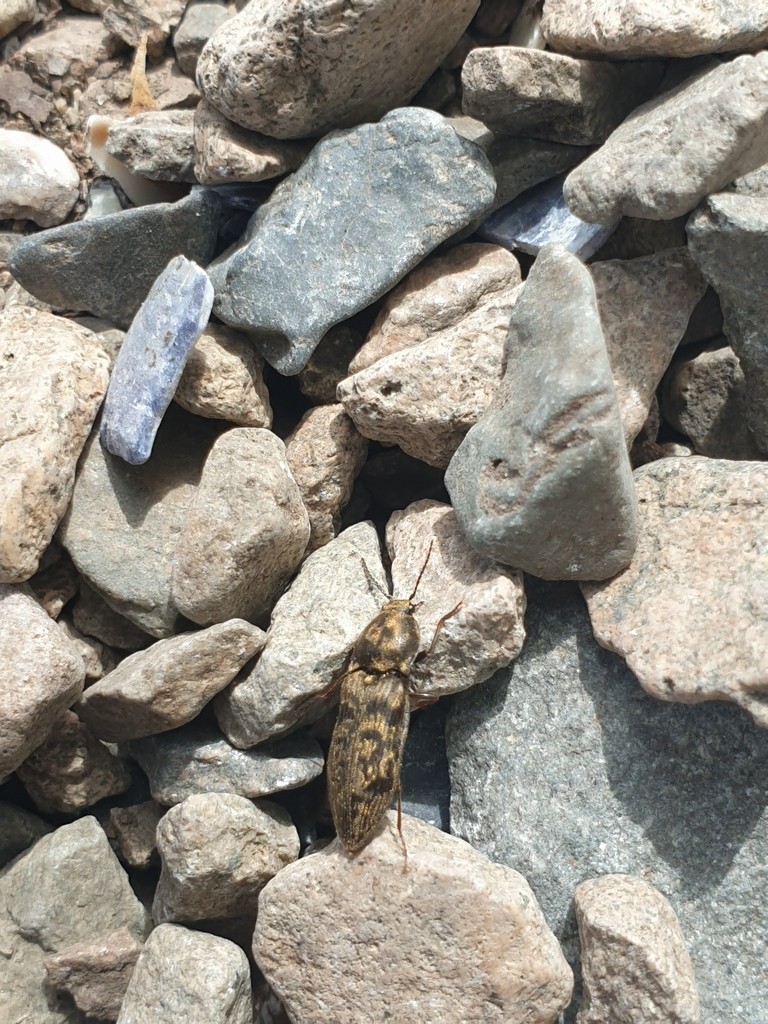 Prosternon (Prosternon)