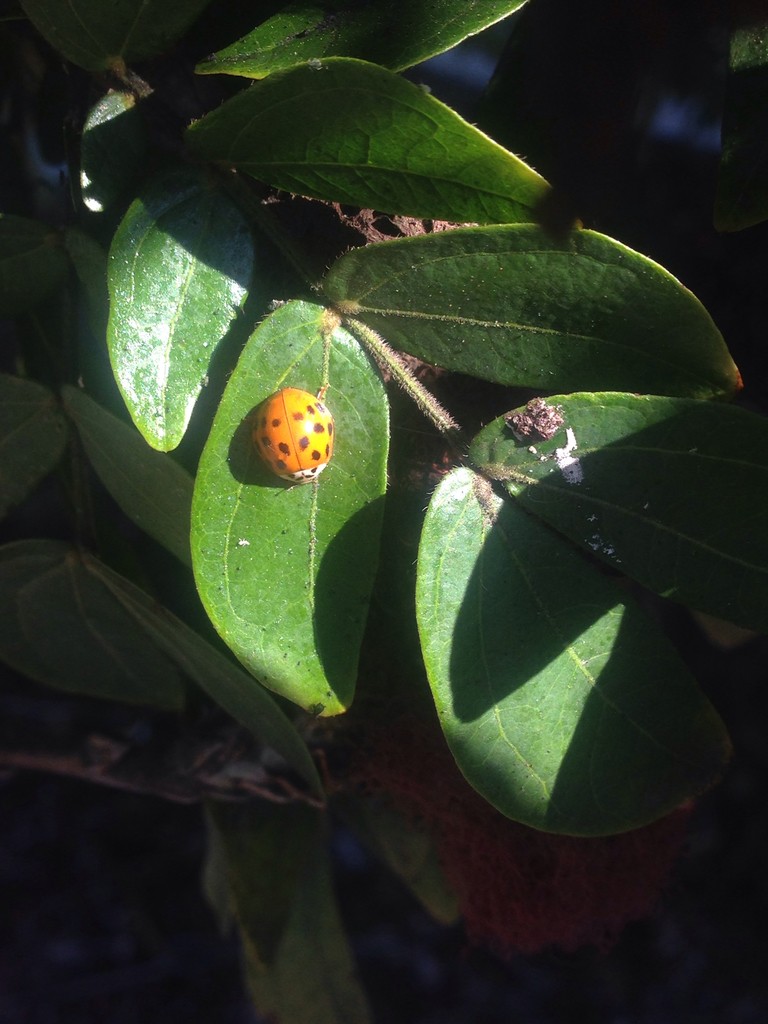 Гармония изменчивая (Harmonia axyridis) - Picture Insect