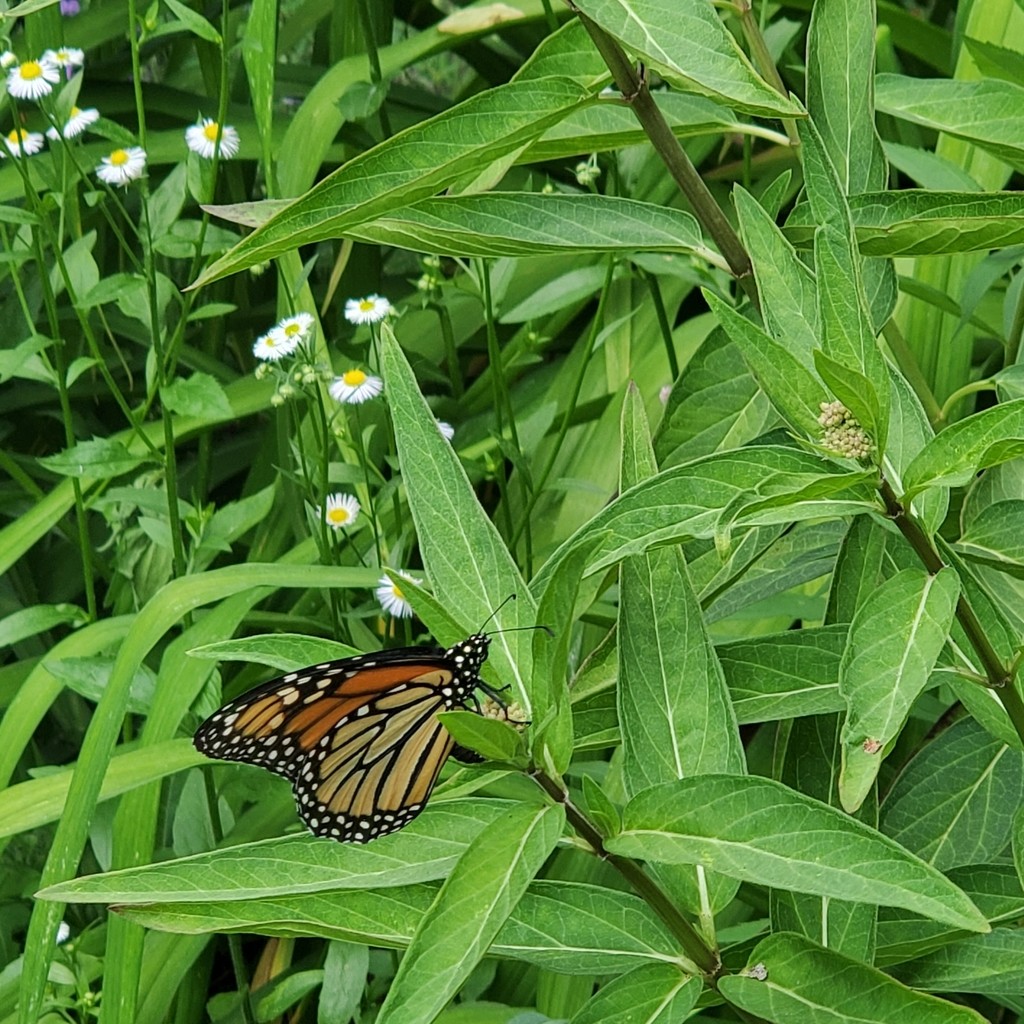 オオカバマダラ (Danaus plexippus) - Picture Insect