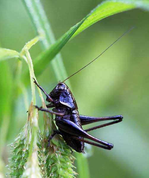 ヒメギス属 (Eobiana)