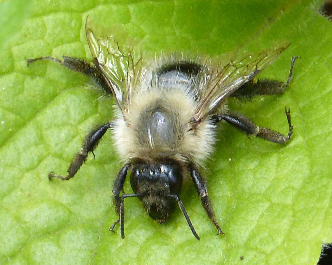 Шмель полевой (Bombus pascuorum) - Picture Insect