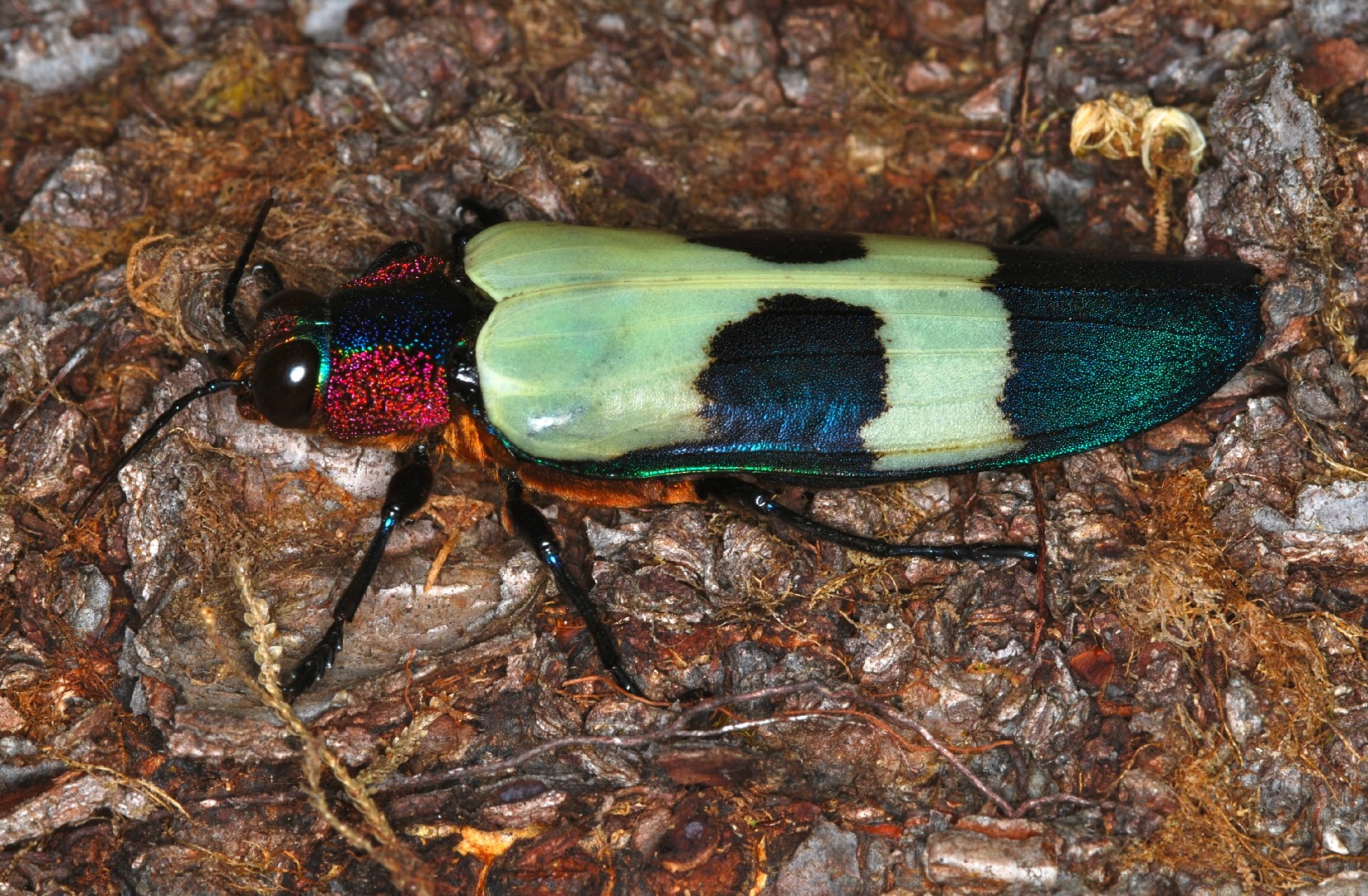 Chrysochroa buqueti (Chrysochroa buqueti) - Picture Insect