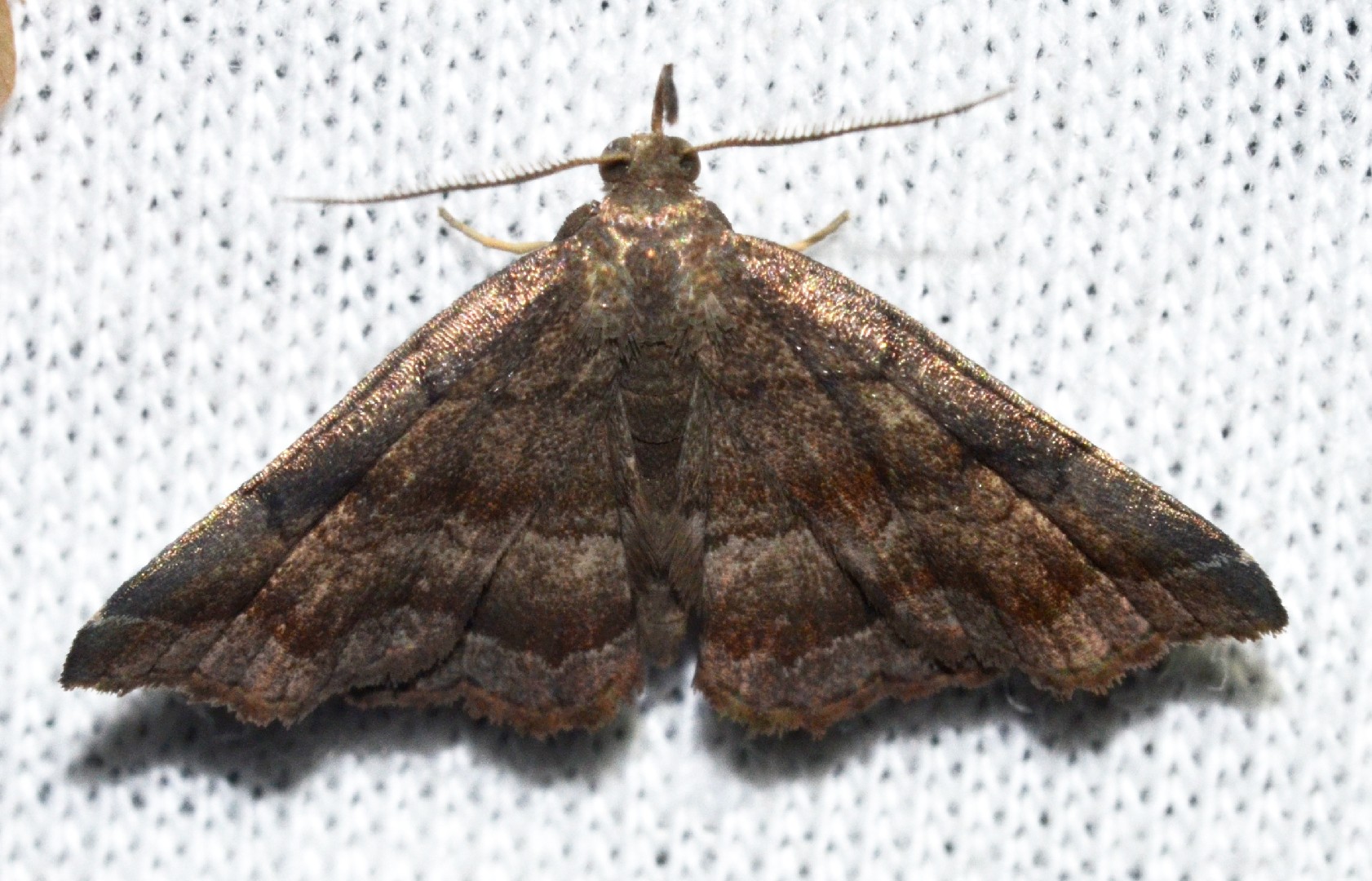 Phalaenostola (Phalaenostola)