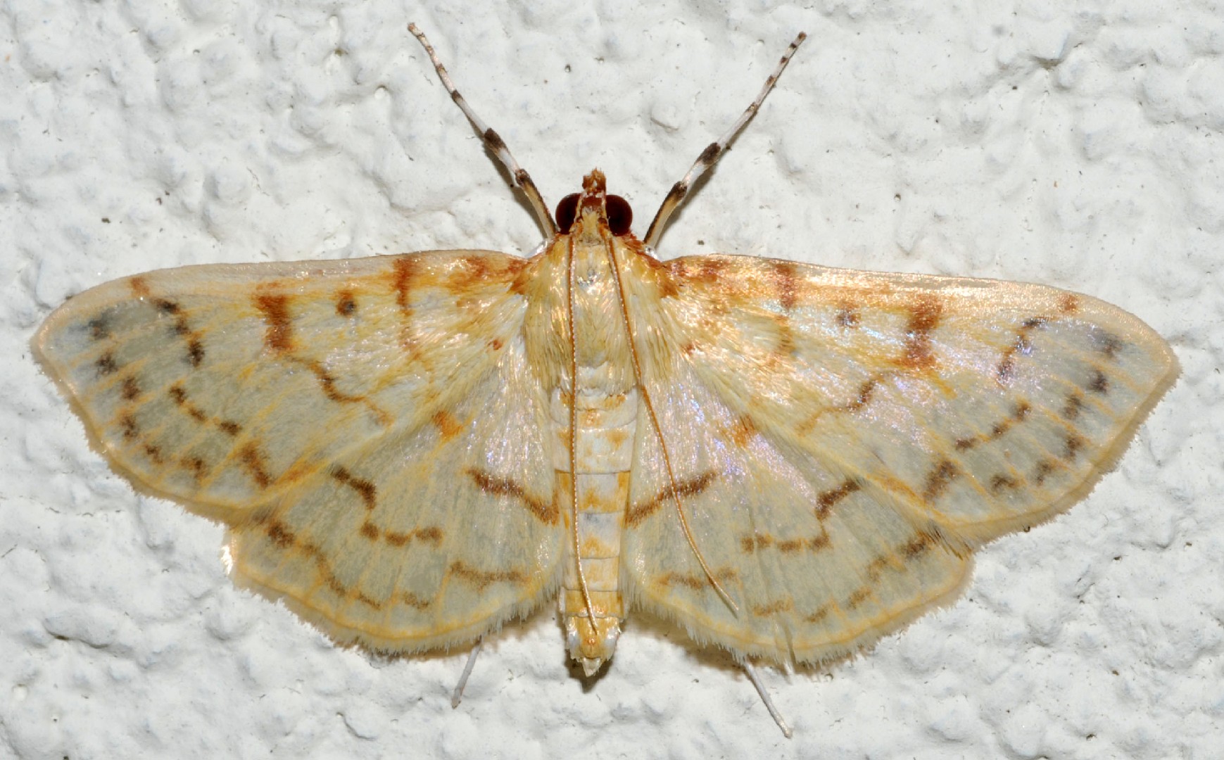 Polygrammodes (Polygrammodes)